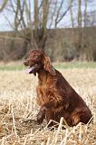 SETTER IRLANDAIS 321